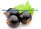 Donker Purper Blackcurrant Uittreksel Ribes Nigrum L voor het Anti Verouderen CAS 84082-34-8 leverancier