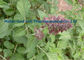 Chinees het Kruidpoeder Oranjerode 568-72-9 van Salviamiltiorrhiza Danshen leverancier